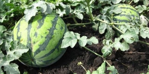 Kada saditi sadnice lubenica u sibiru